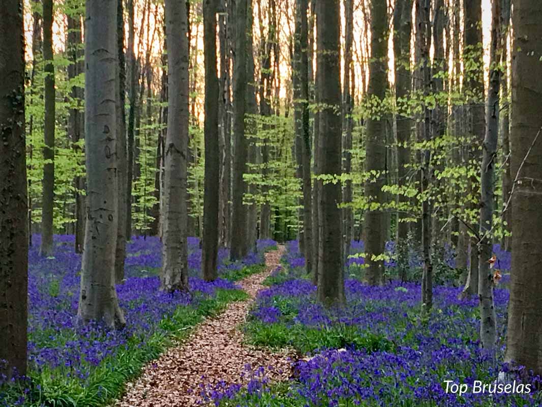 Bosque de Halle, el mágico bosque azul