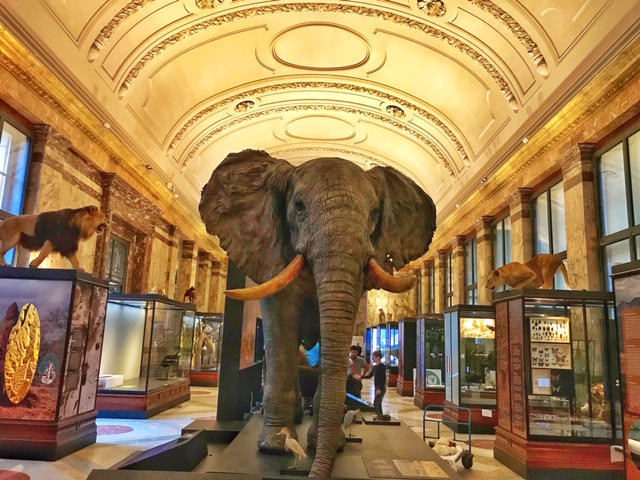 Museo real de Africa Central, la reconciliación con el pasado colonial