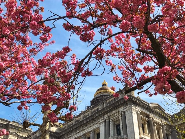 10 cosas que ver y hacer en Bruselas en primavera