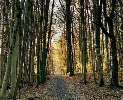 10 cosas que ver y hacer en Bruselas en otoño