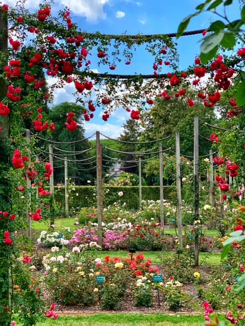 Rosaleda Coloma, el mayor jardín de rosas de Europa a las puertas de Bruselas