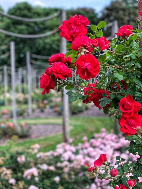 Rosaleda Coloma, el mayor jardín de rosas de Europa a las puertas de  Bruselas - Top Bruselas