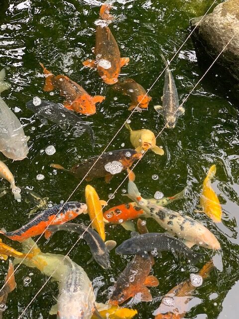 Jardín japonés de Hasselt 