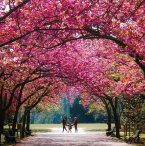 Espectáculos florales más bonitos de Bruselas en primavera