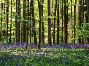 Espectáculos florales más bonitos de Bruselas en primavera