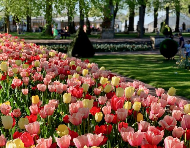 Los espectáculos florales más bonitos de Bruselas en primavera